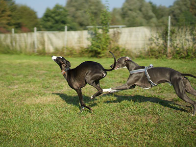 geschirr whippet